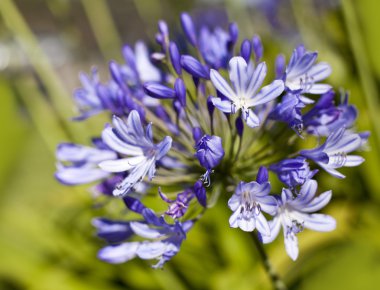 Afrika Lily mavi çiçekler