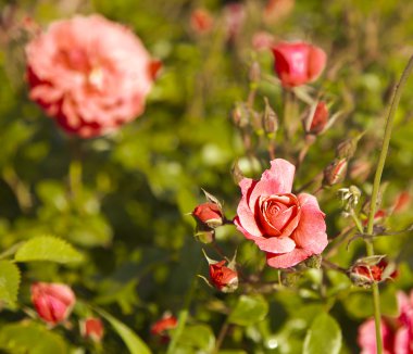 Pembe gül ve çiğ damlaları