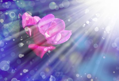 Pembe gül ve çiğ damlaları