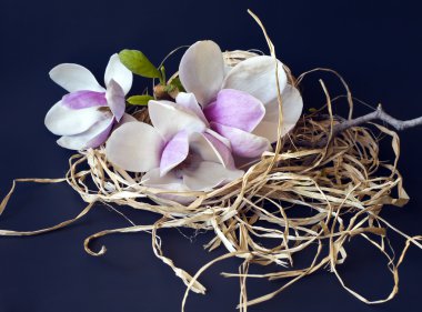 Bahar geçmiş Manolya çiçekleri ile