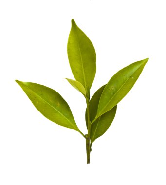 Sarı sonbahar yaprak yeşil