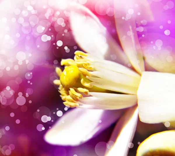 Orange blossoms grace valencia tree — Stock Photo, Image