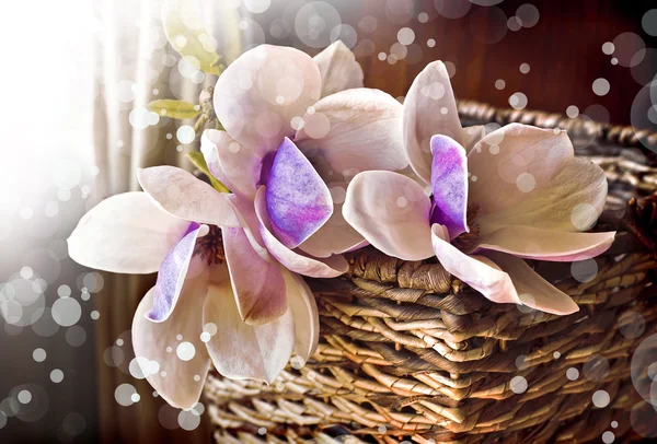 Magnolia flowers — Stock Photo, Image