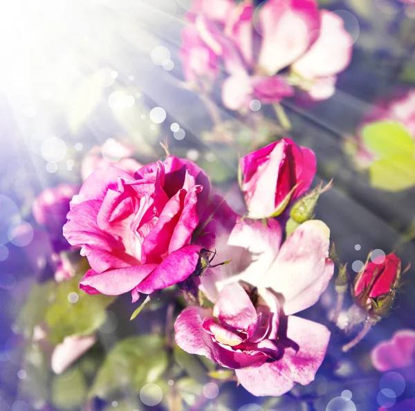 Розовая роза с капли росы — стоковое фото