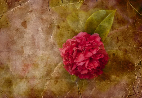 老式卡与美丽的玫瑰 — 图库照片