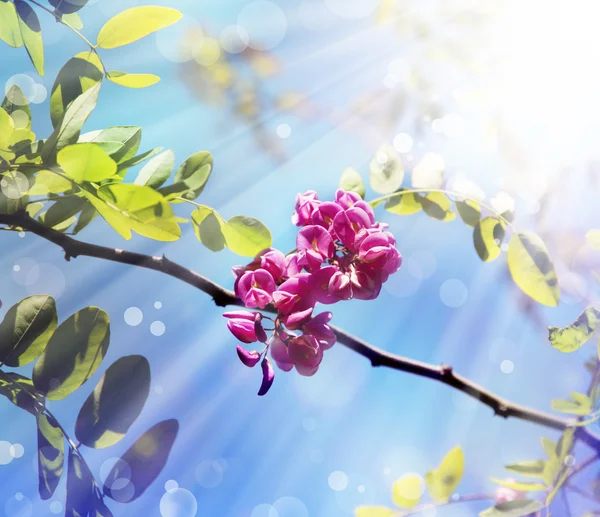 Little beautiful pink flowers — Stock Photo, Image