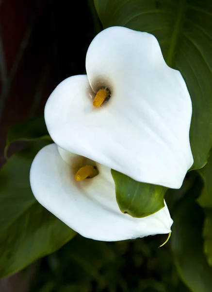 White calla lilies — Stock Photo, Image