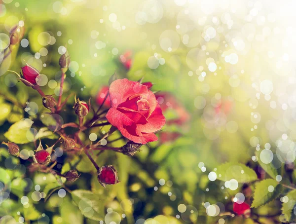 Růžová růže s kapkami rosy — Stock fotografie