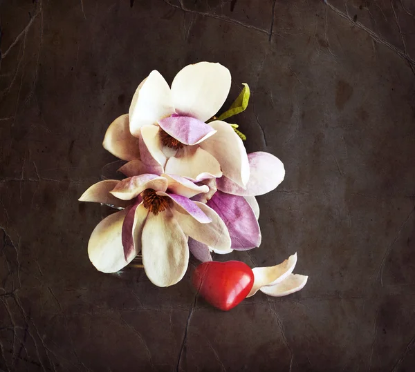 Magnolia λουλούδια με κόκκινη καρδιά — Φωτογραφία Αρχείου