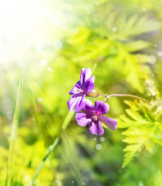 Küçük güzel pembe çiçekler — Stok fotoğraf