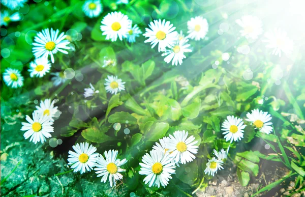 Field of chamomile flowers — Stock Photo, Image