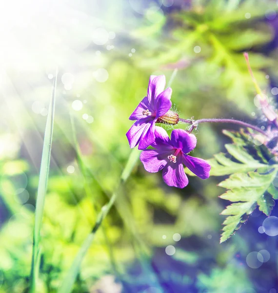 Piccoli bellissimi fiori rosa — Foto Stock