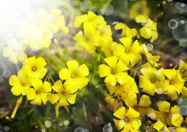 Gele bloemen — Stockfoto