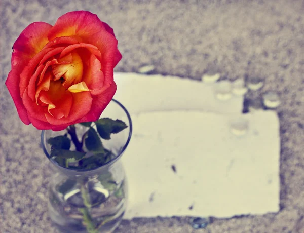 Rosa roja en jarrón de cristal —  Fotos de Stock