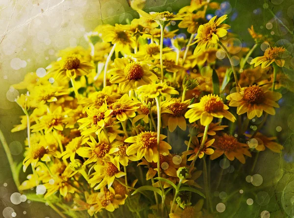 Yellow flowers — Stock Photo, Image