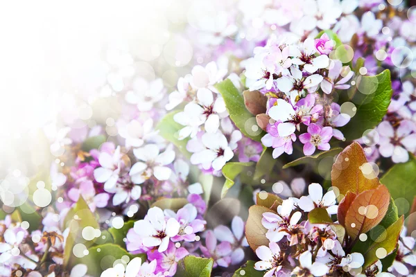 Pequeñas flores rosadas hermosas — Foto de Stock