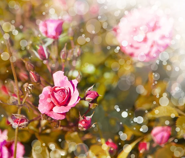 Pembe gül ve çiğ damlaları — Stok fotoğraf