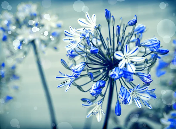 太陽の光と青い花 — ストック写真