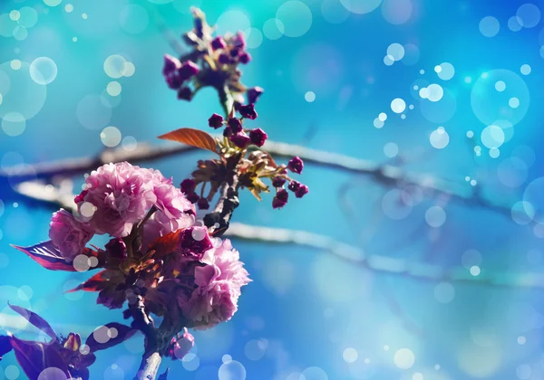 Hermosas flores de cerezo —  Fotos de Stock