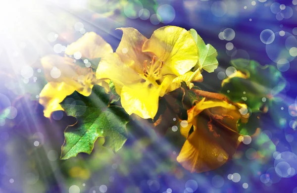 Yellow flowers — Stock Photo, Image