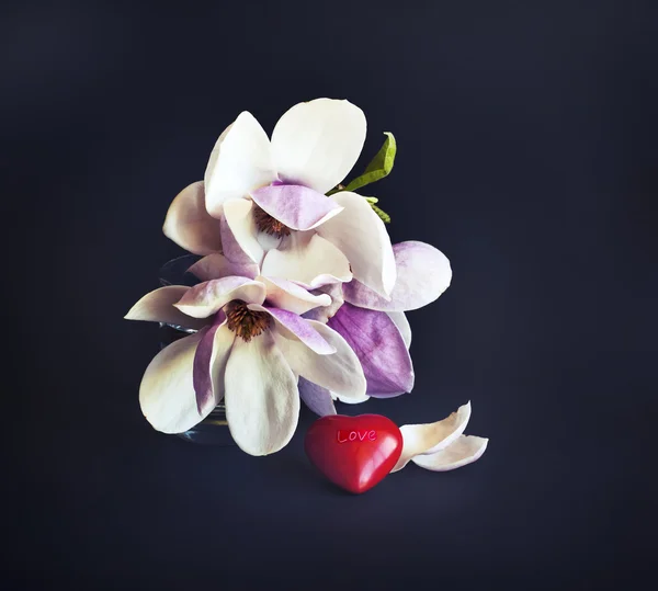 Magnolia λουλούδια με μικρή κόκκινη καρδιά — Φωτογραφία Αρχείου