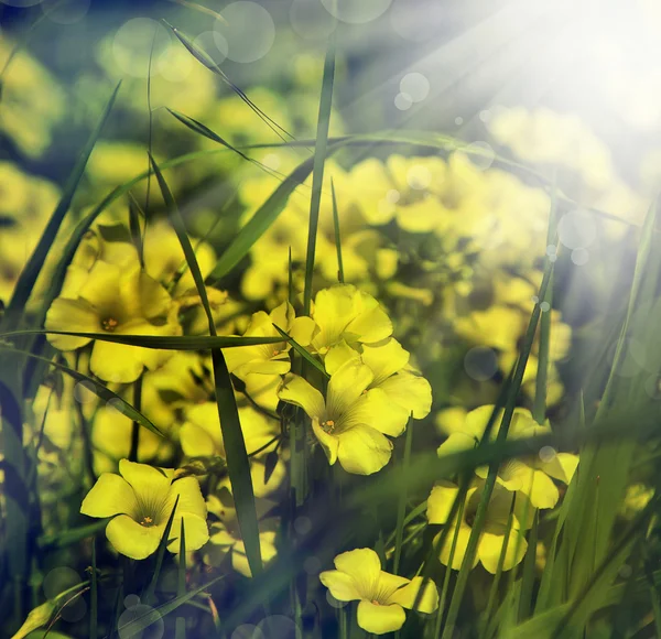 Gelbe Blüten — Stockfoto