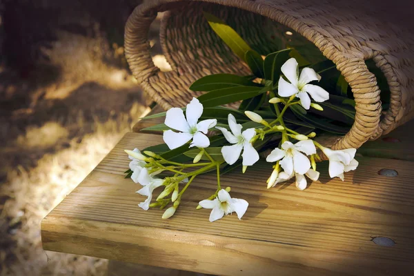 Petites fleurs blanches dans le panier — Photo