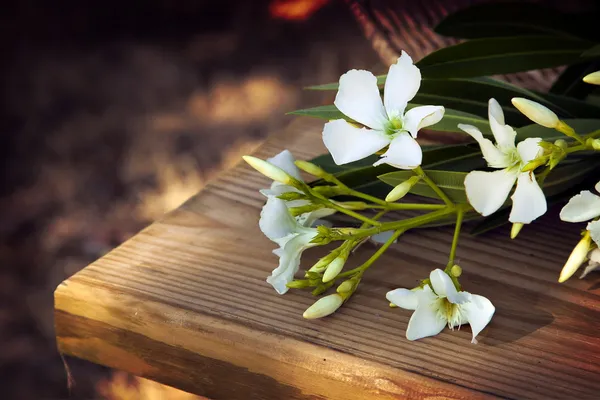 Piccoli fiori bianchi nel cestino — Foto Stock