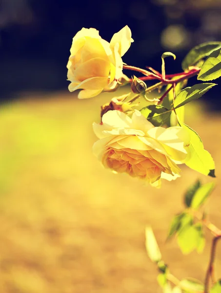 Lindas rosas com botões — Fotografia de Stock