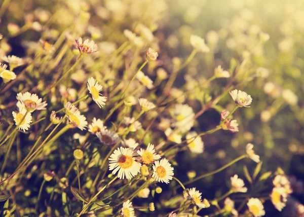 Feld mit kleinen Kamillenblüten — Stockfoto