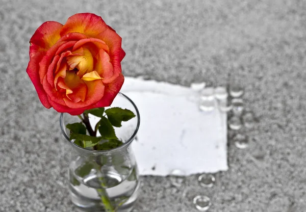 Red rose in glass vase — Stock Photo, Image