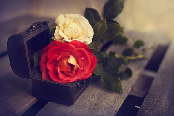 Schöne rote und gelb-weiße Rosen — Stockfoto