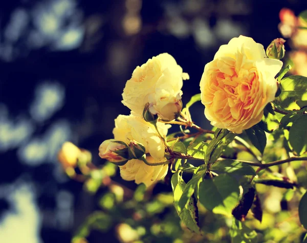 Lindas rosas com botões — Fotografia de Stock