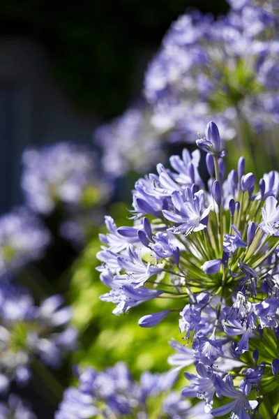 Africká lilie modré květy — Stock fotografie