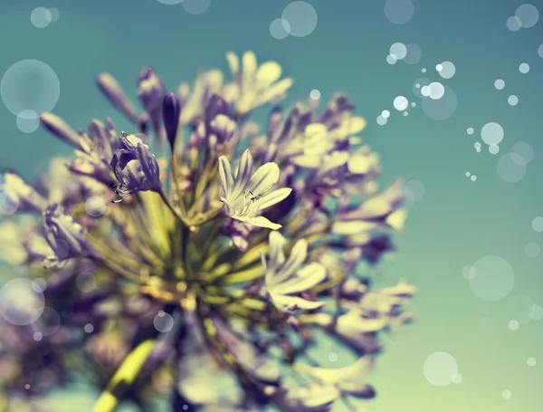 Afrika Lily mavi çiçekler — Stok fotoğraf