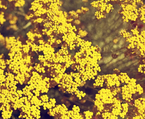 Gelbe Blüten — Stockfoto