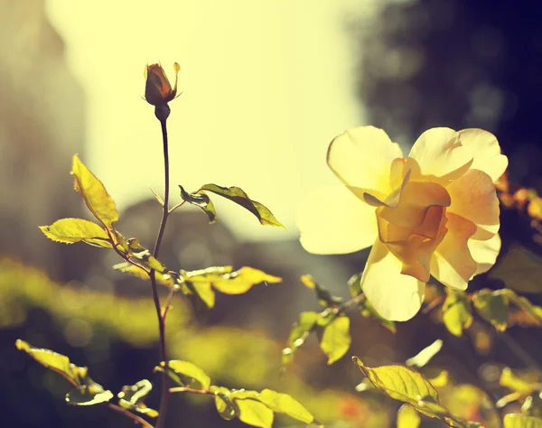 Lindas rosas com botões — Fotografia de Stock