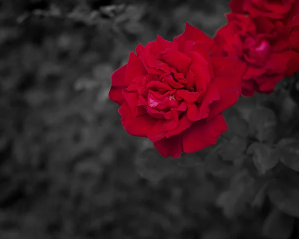 Schöne rote Rosen — Stockfoto