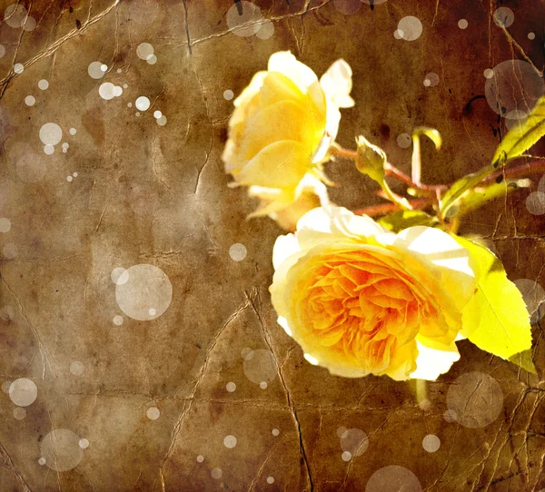 Krásná růže s poupaty — Stock fotografie