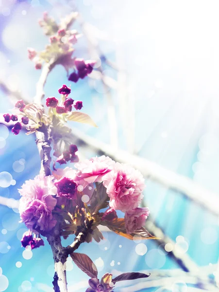 Mooie kersenboom bloemen — Stockfoto