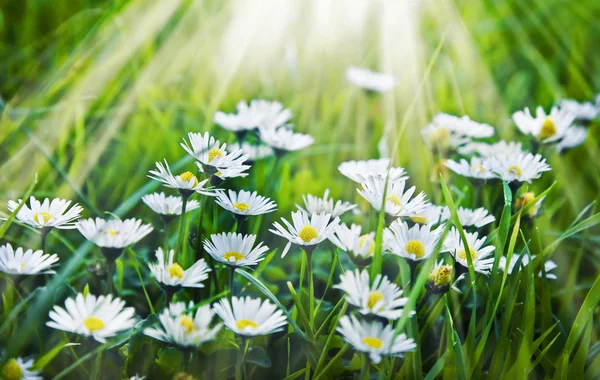 Campo de flores de camomila — Fotografia de Stock