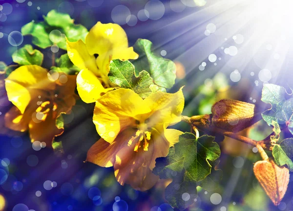 Yellow flowers — Stock Photo, Image