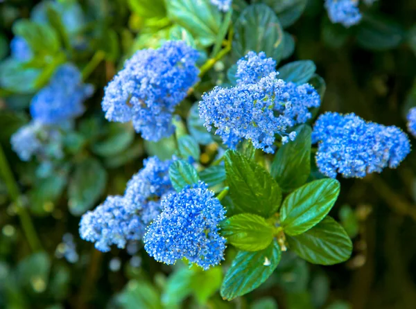 Little blue flowers — Stock Photo, Image