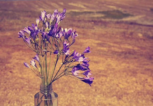 Lite lila blommor — Stockfoto