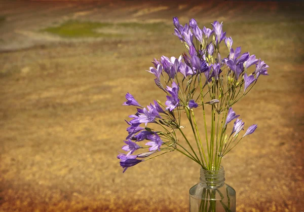 小さな紫色の花 — ストック写真