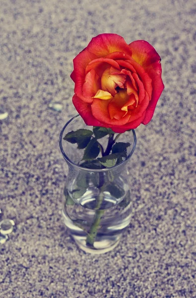 Rosa roja en jarrón de cristal — Foto de Stock