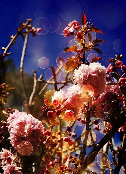 Hermosas flores de cerezo —  Fotos de Stock