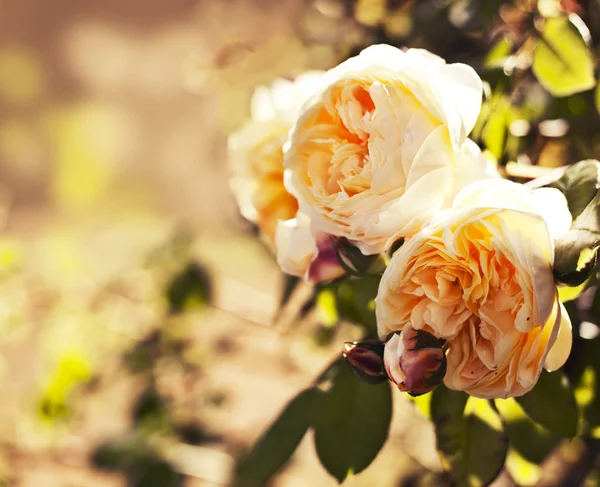 Beautiful roses — Stock Photo, Image