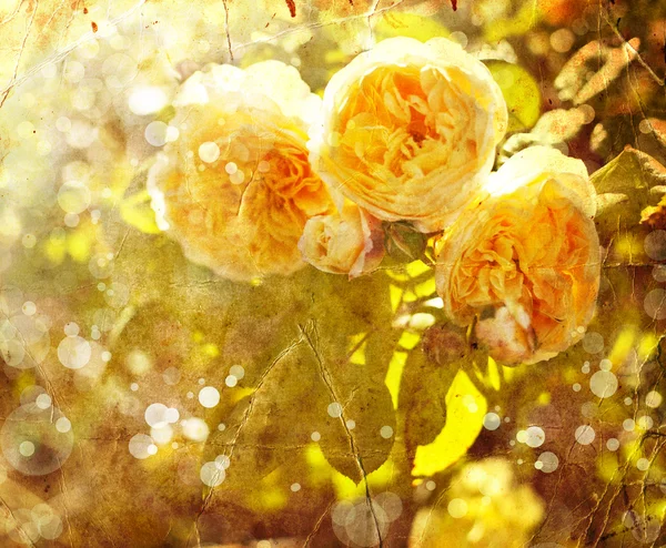 De belles roses — Photo