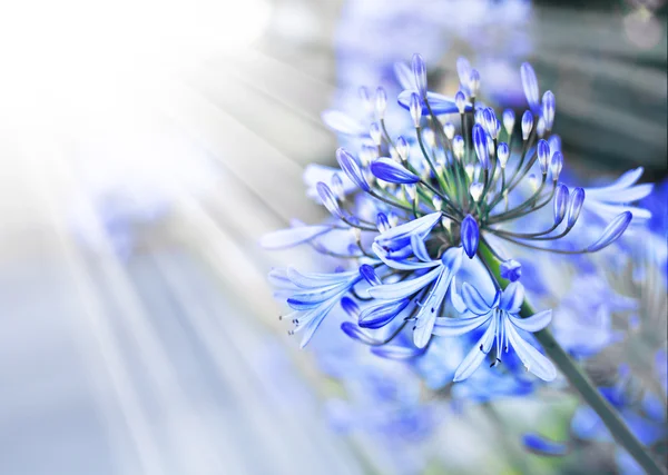 Αφρικανικός κρίνος μπλε λουλούδια — Φωτογραφία Αρχείου